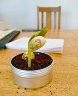 Live Love Bean - Engraved Magic Beans